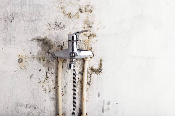 Best Commercial Mold Removal  in Sparkill, NY