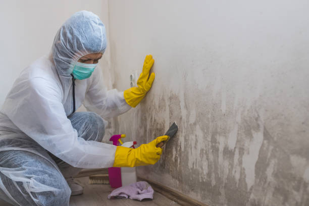 Best Mold Removal Process  in Sparkill, NY