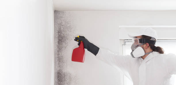 Best Local Mold Removal Service  in Sparkill, NY