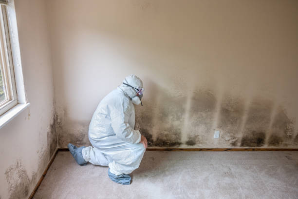 Best Crawl Space Mold Removal  in Sparkill, NY